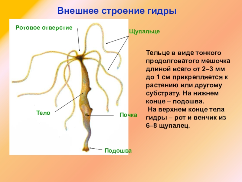 Кракен оф ссылка